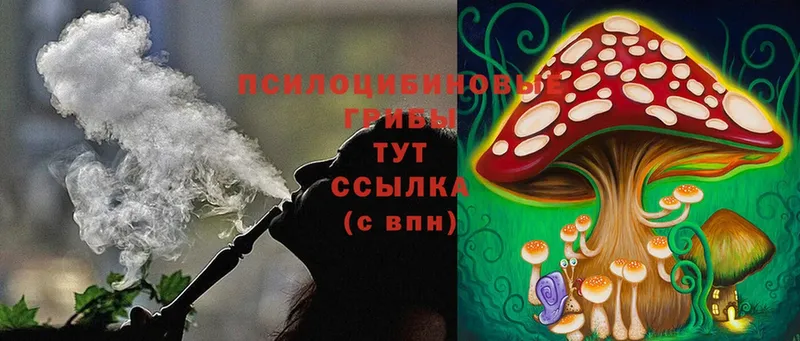 Псилоцибиновые грибы Cubensis  Зима 